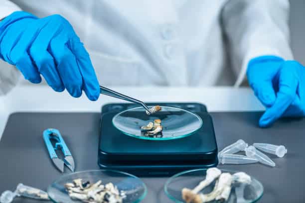 Laboratory Mushrooms